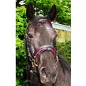Bridle And Browbands